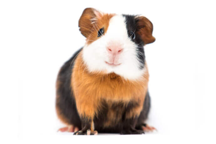 Guinea Pig Cytokine Panel