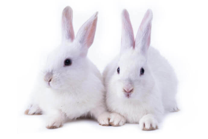 Rabbit Cytokine Assay Panel