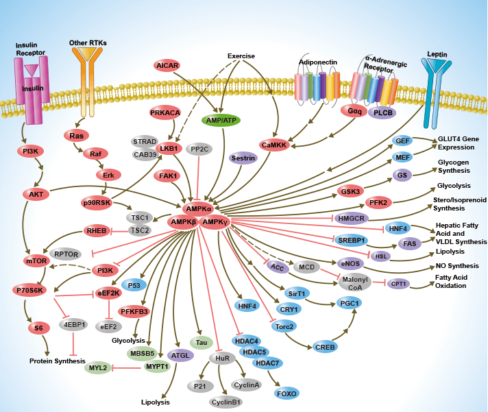 AMPK Signaling Pathway Detection Service