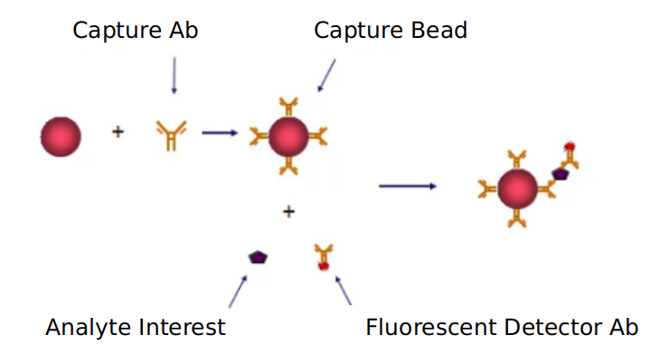 Advantages of AMPK signaling pathway detection