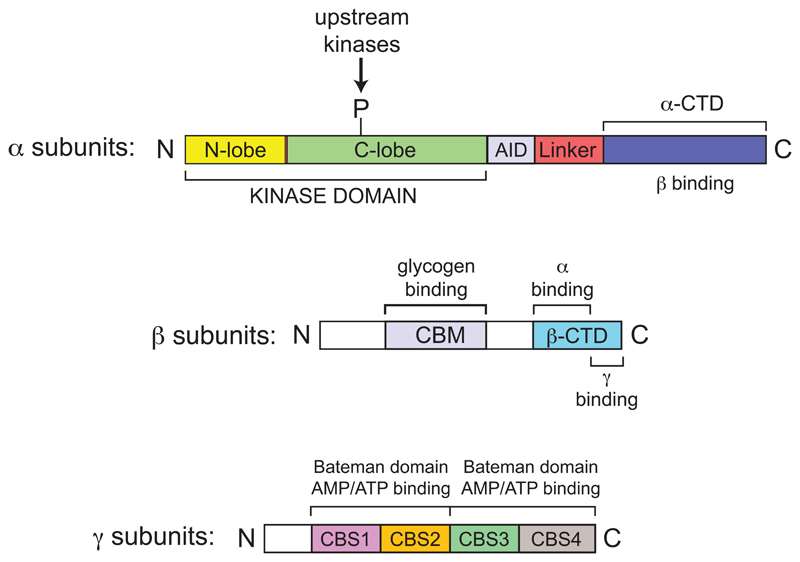 Domain map of typical mammalian AMPK (Hardie et al., 2012)