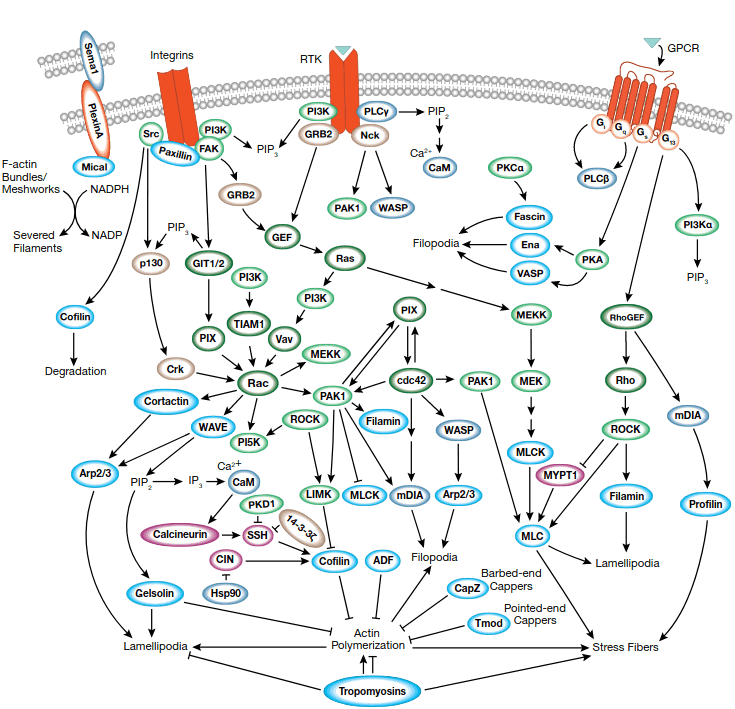 Actin Dynamics Signaling Pathway Detection Service