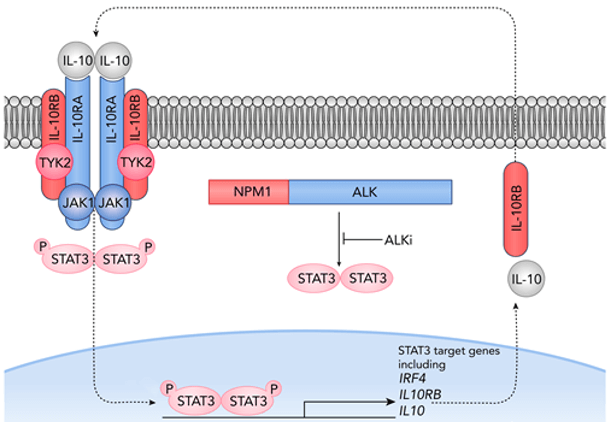 Anaplastic Lymphoma Kinase Signaling Pathway Detection Service