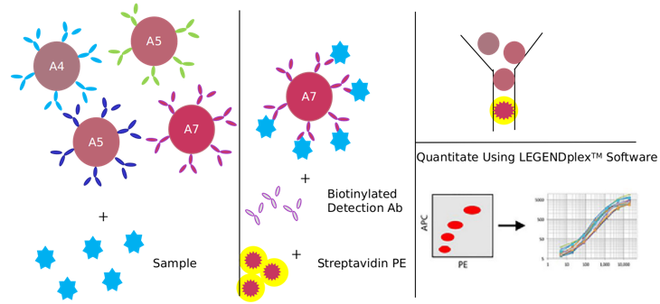 Anaplastic Lymphoma Kinase Signaling Pathway Detection Service