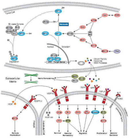 Angiogenesis Signaling Pathway Detection Service