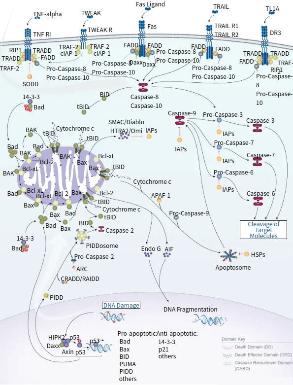 Introduction to apoptosis signaling pathway