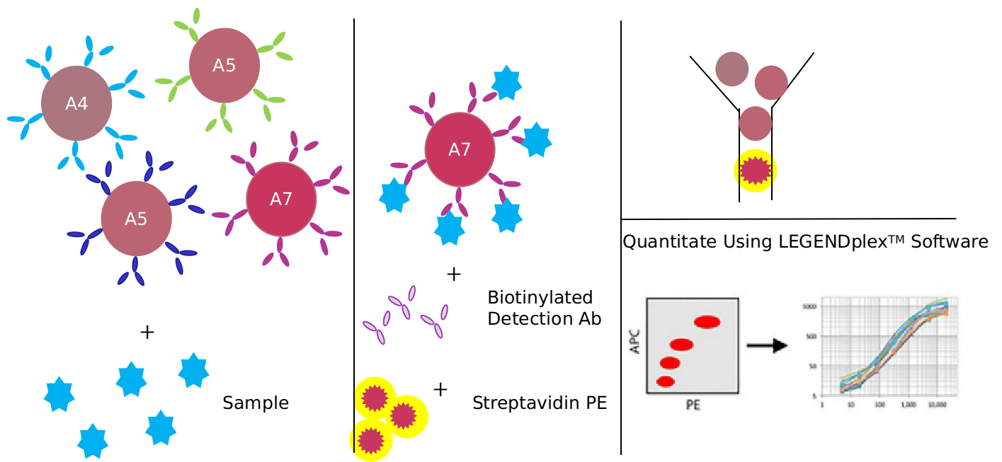 Advantages of apoptosis signaling pathway detection