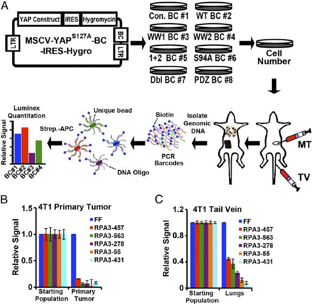 A Luminex-based approach for multiplexing in vivo tumor growth and metastasis assays.