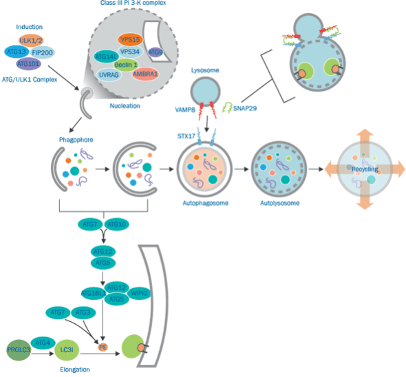 Autophagy Signaling Pathway Detection Service