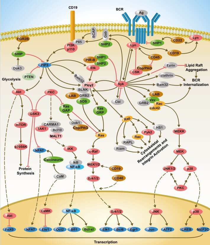 B Cell Receptor Signaling Pathway Detection Service