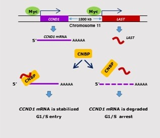 C-MYC Signaling Pathway Detection Service