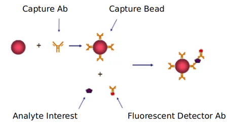 C-MYC Signaling Pathway Detection Service