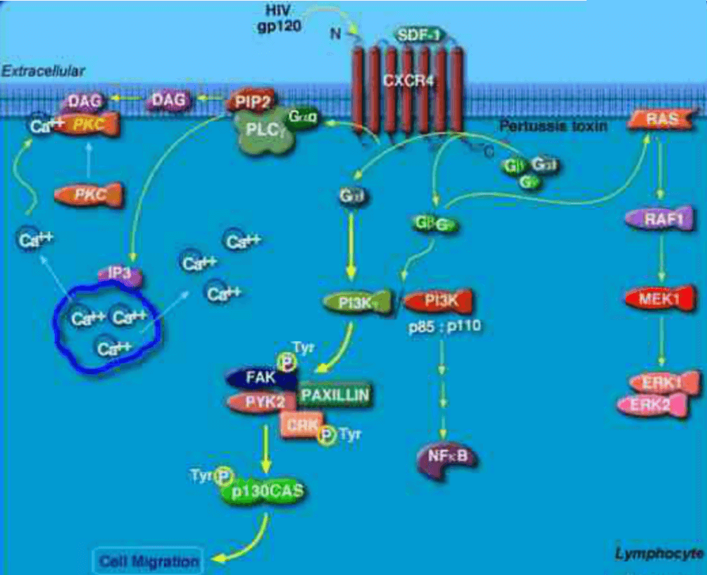 CXCR4 Signaling Pathway Detection Service