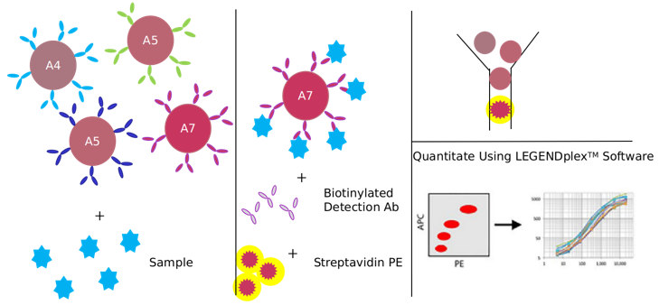 CXCR4 Signaling Pathway Detection Service