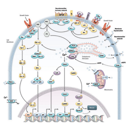 calcium signaling pathway