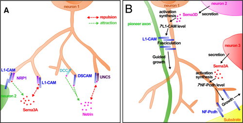 Cell Adhesion Molecules (CAMs) Signaling Pathway Detection Service