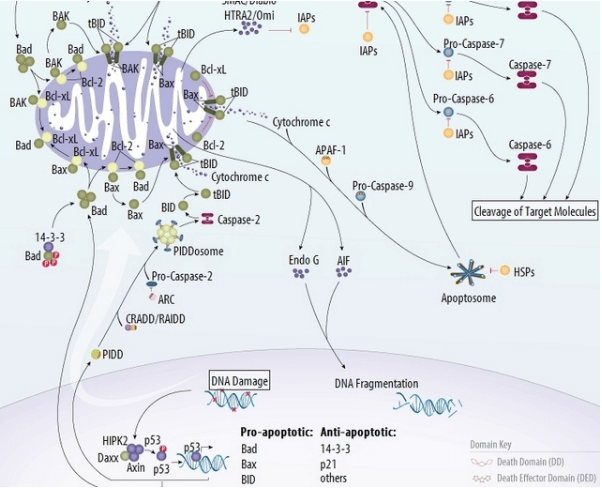 Cell Senescence Signaling Pathway Detection Service