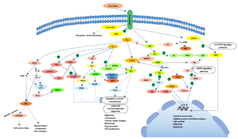 Chemokine Signaling Pathway Detection Service