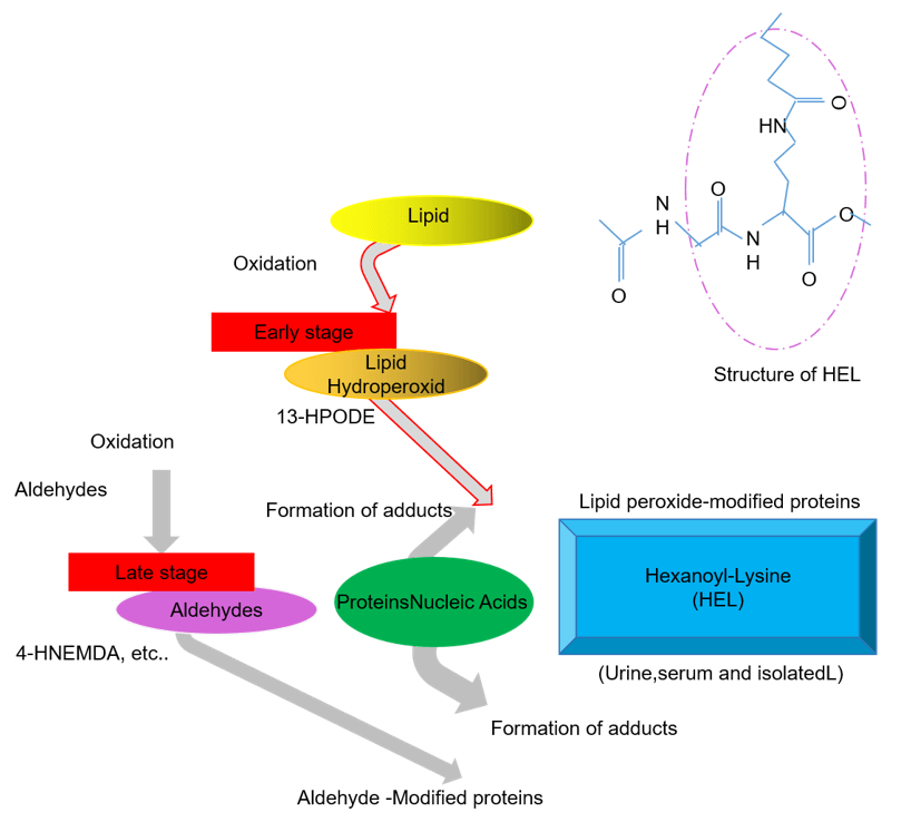 The principle of colony stimulating factor