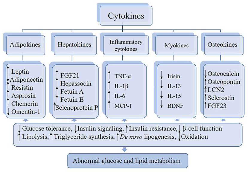 Cytokines and Metabolism