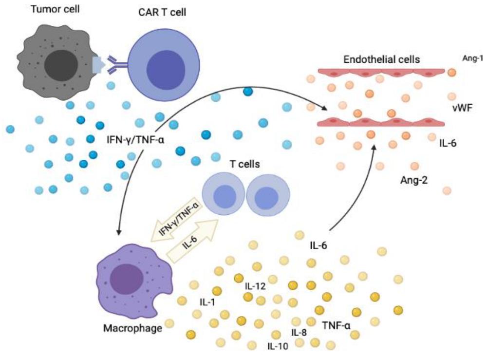 The development of CRS after CAR-T cell therapy (Tvedt et al., 2021)