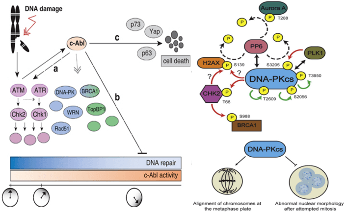 DNA-Dependent Protein Kinase (DNA-PK) Signaling Pathway Detection Service