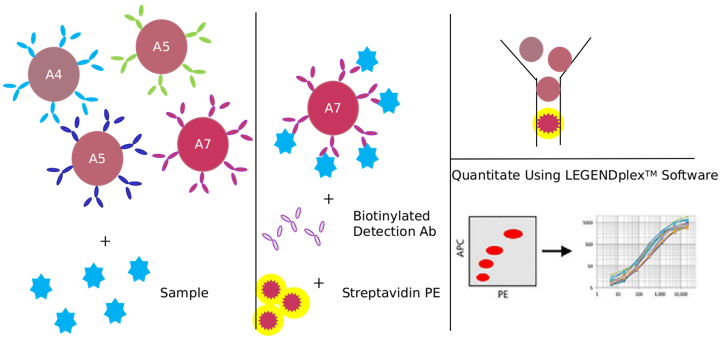 DNA-Dependent Protein Kinase (DNA-PK) Signaling Pathway Detection Service