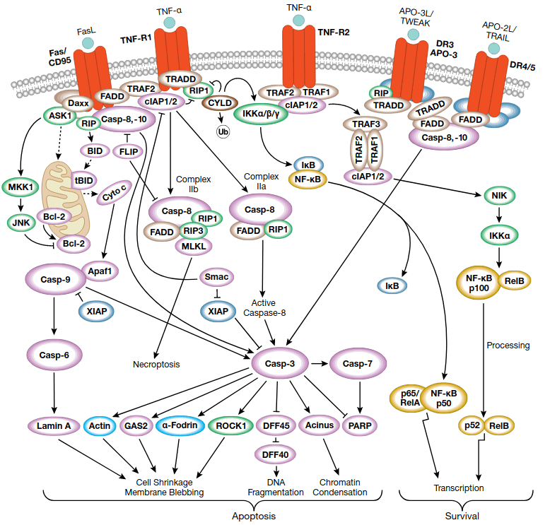 Death Receptor Signaling Pathway Detection Service