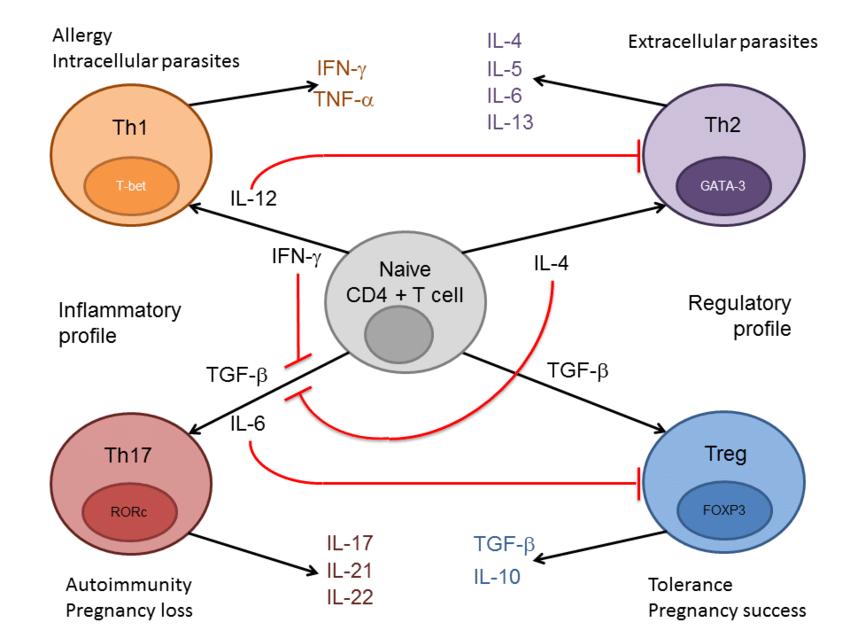 Illustrative scheme of naïve T cell differentiation into Th1, Th2, Th17 or Treg cells, depending on the cytokine profile