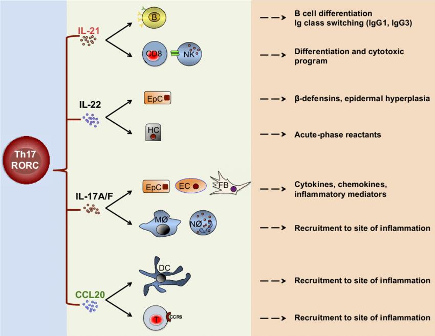 Functions of Th17 cytokines and chemokines