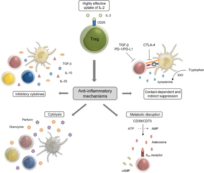 Mechanisms of action deployed by regulatory T cells (Tregs)