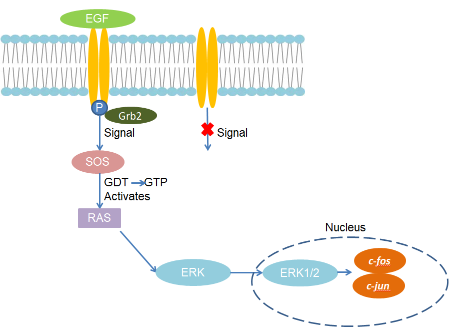 Schematic of CX3C chemokine family.