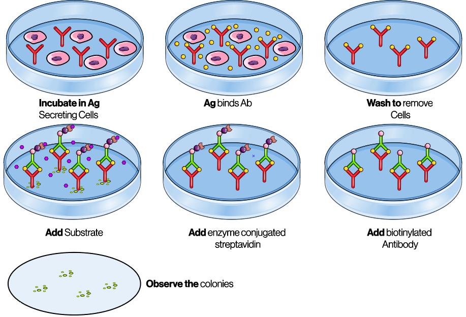 ELISpot assay