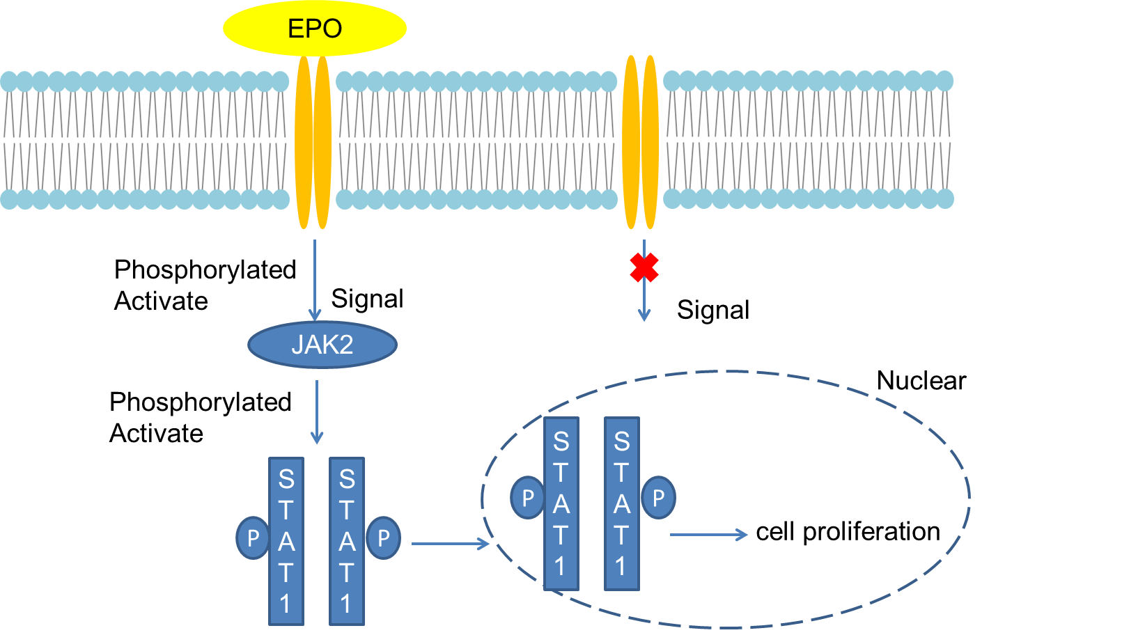 Mechanism of Signaling 