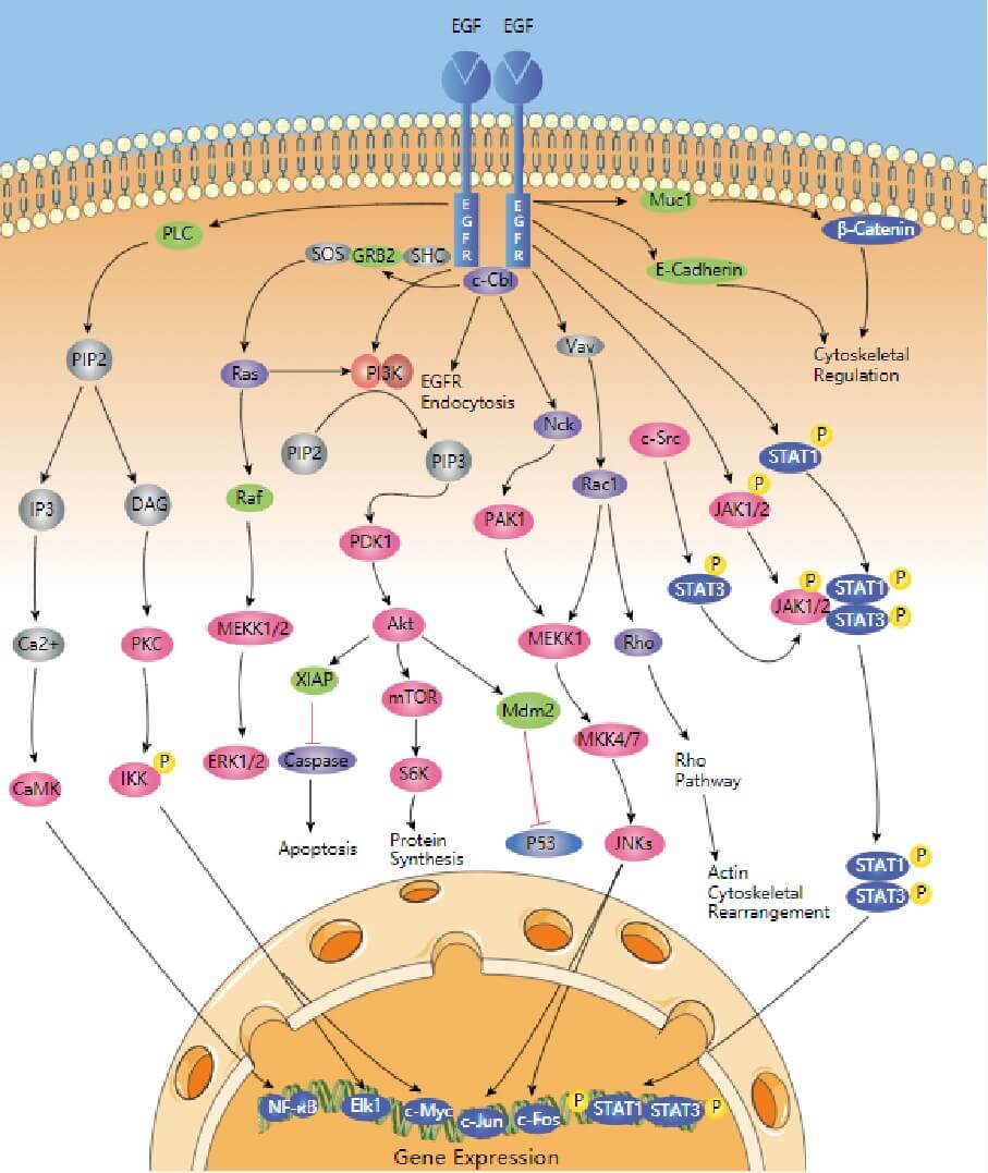 ERFG signaling pathway