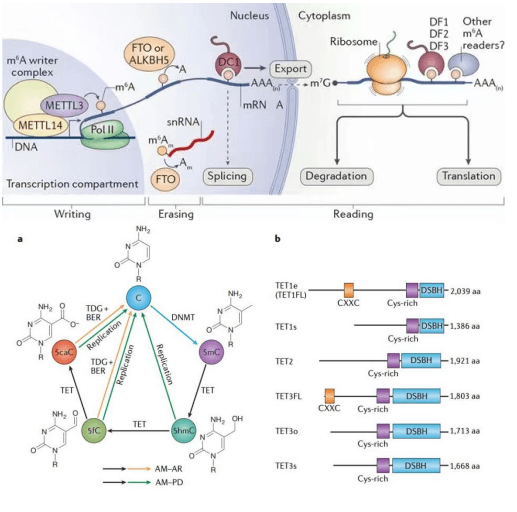 Epigenetics Signaling Pathway Detection Service