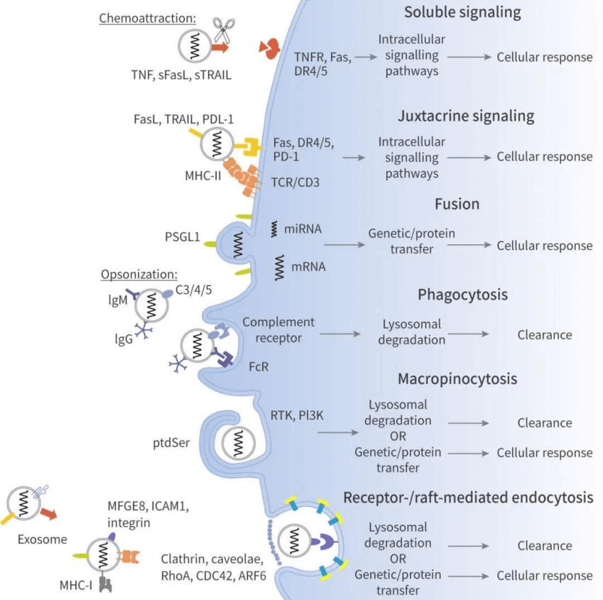 Exosomes Signaling Pathway Detection Service