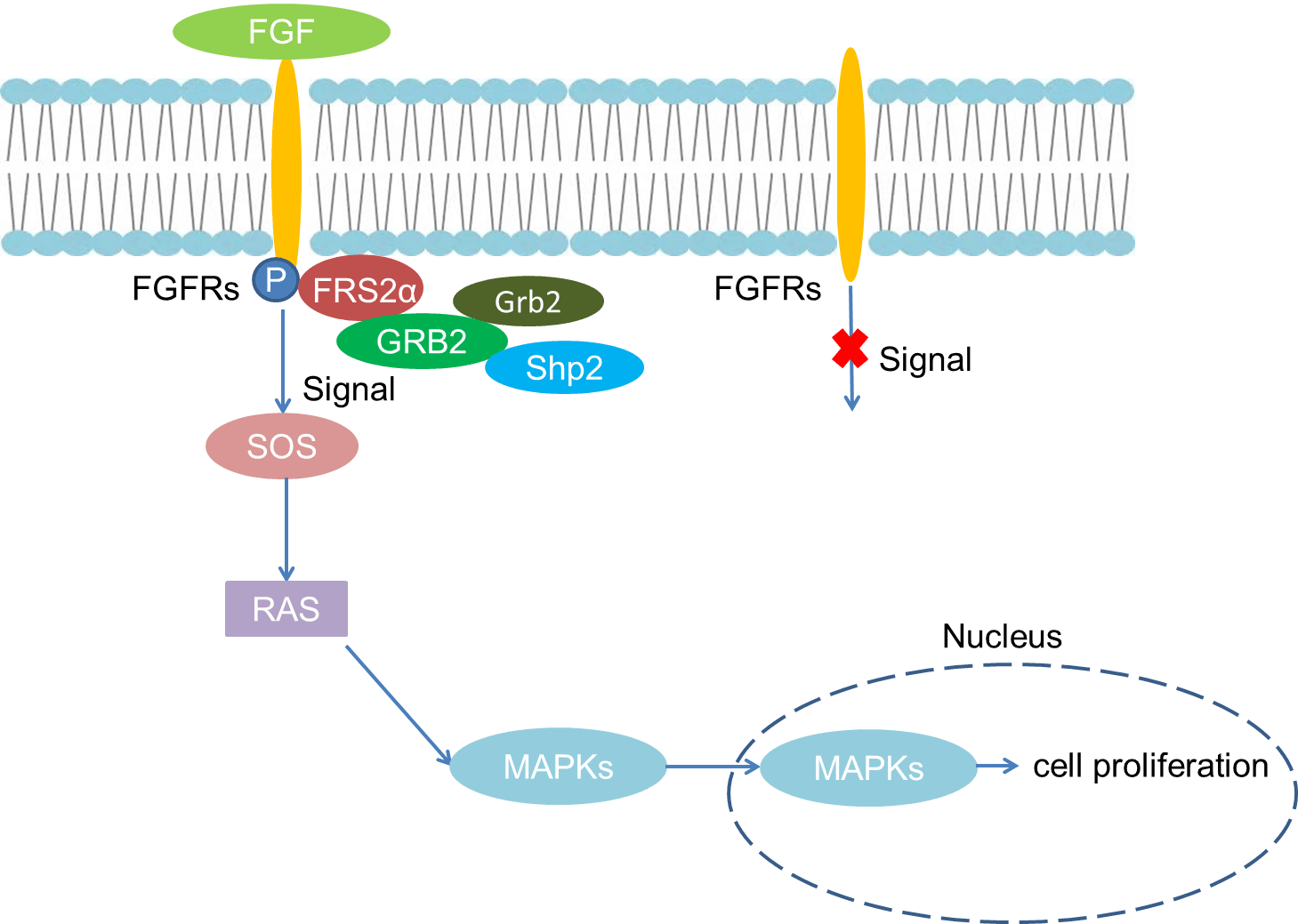 Mechanism of Signaling