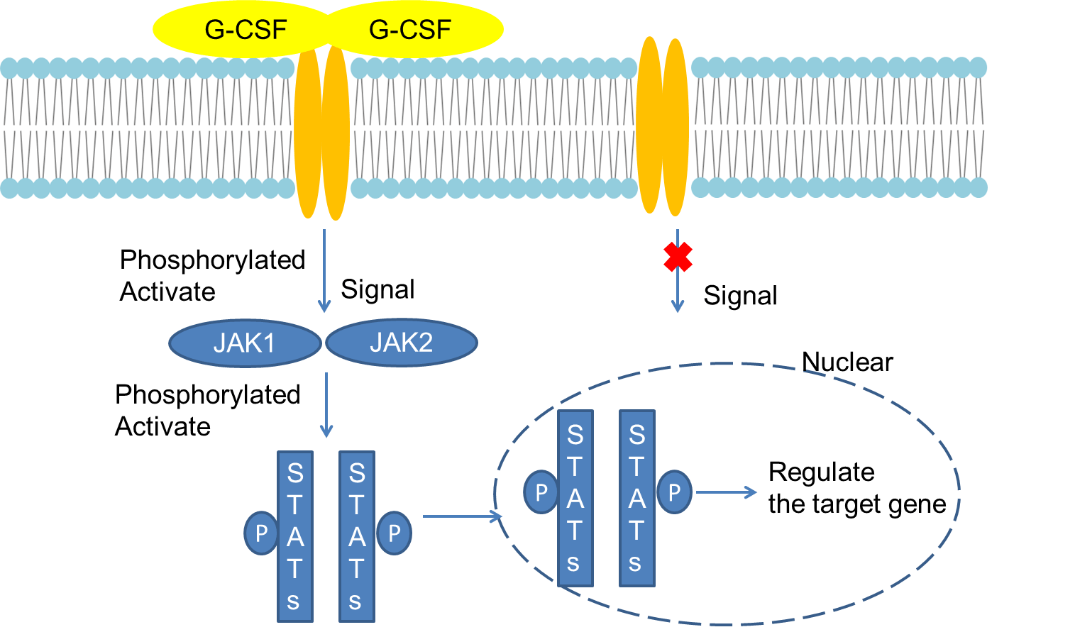 Mechanism of Signaling