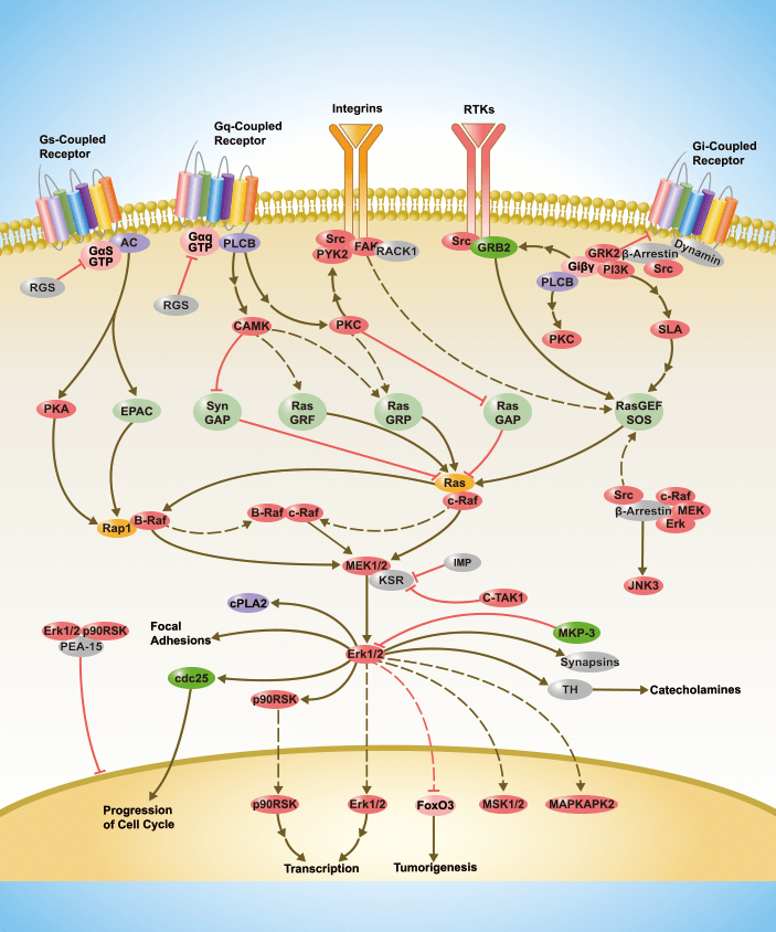 G Protein Coupled Receptor