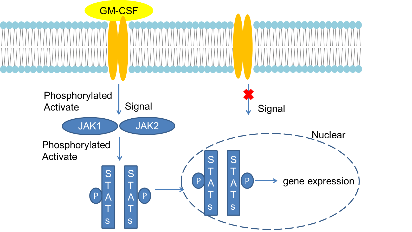 Mechanism of Signaling