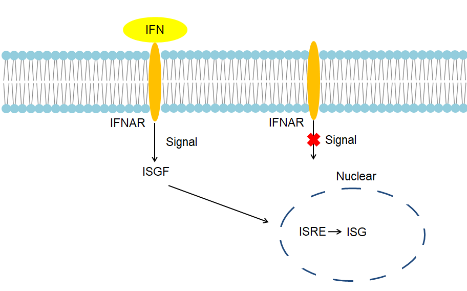 Mechanism of Signaling