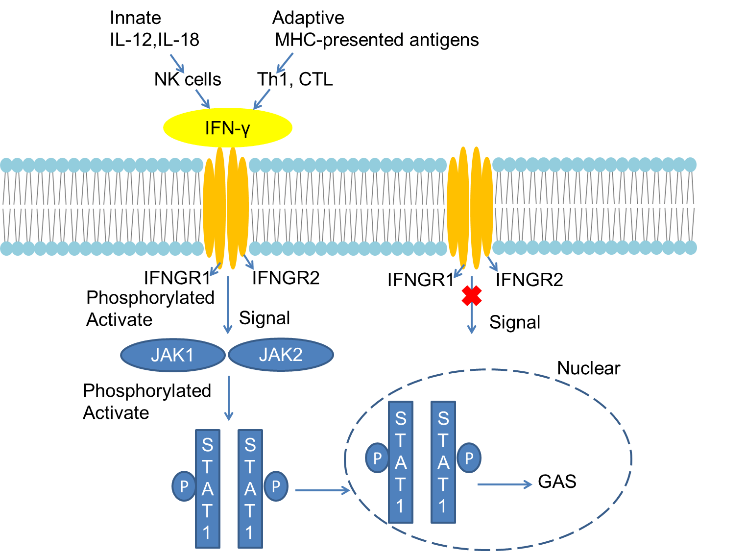 Mechanism of Signaling