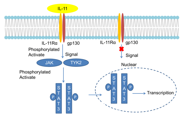 IL-11 Detection Service