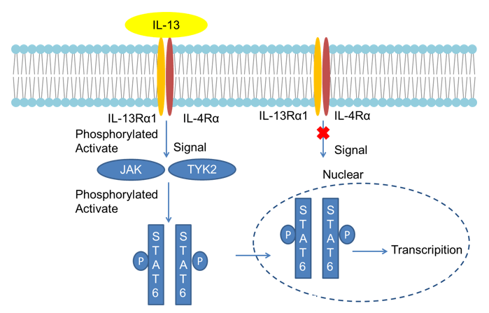 IL-13 Detection Service