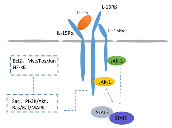 IL-15 Detection Service