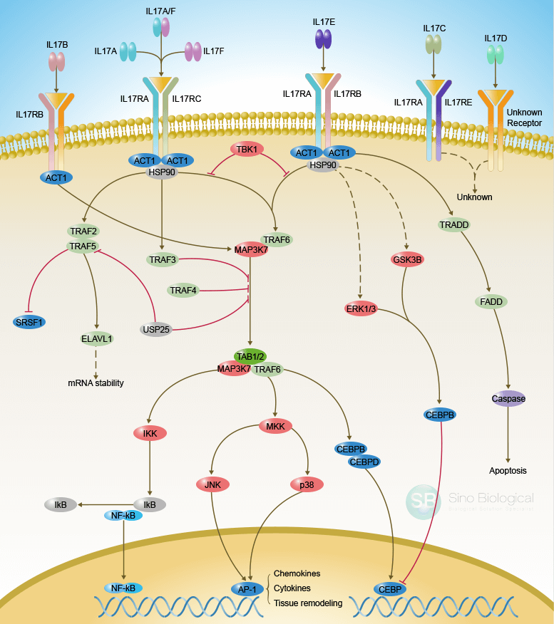 IL-17 Signaling Pathway Detection Service