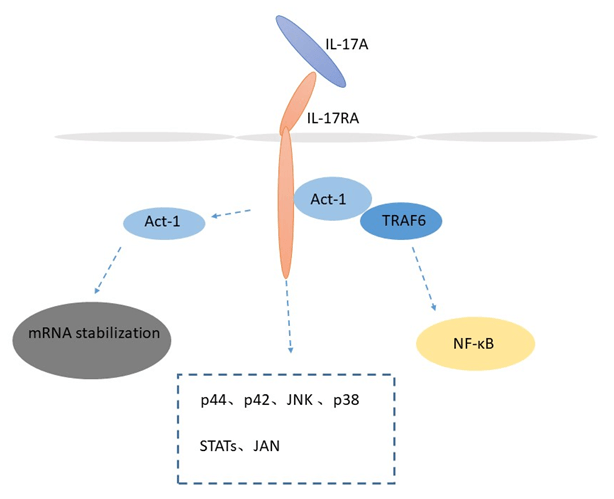 IL-17 Detection Service