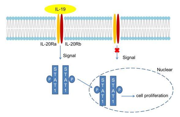 IL-19 Detection Service