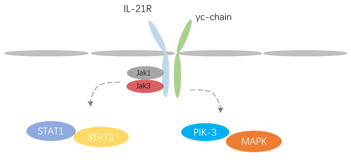 IL-21 Detection Service